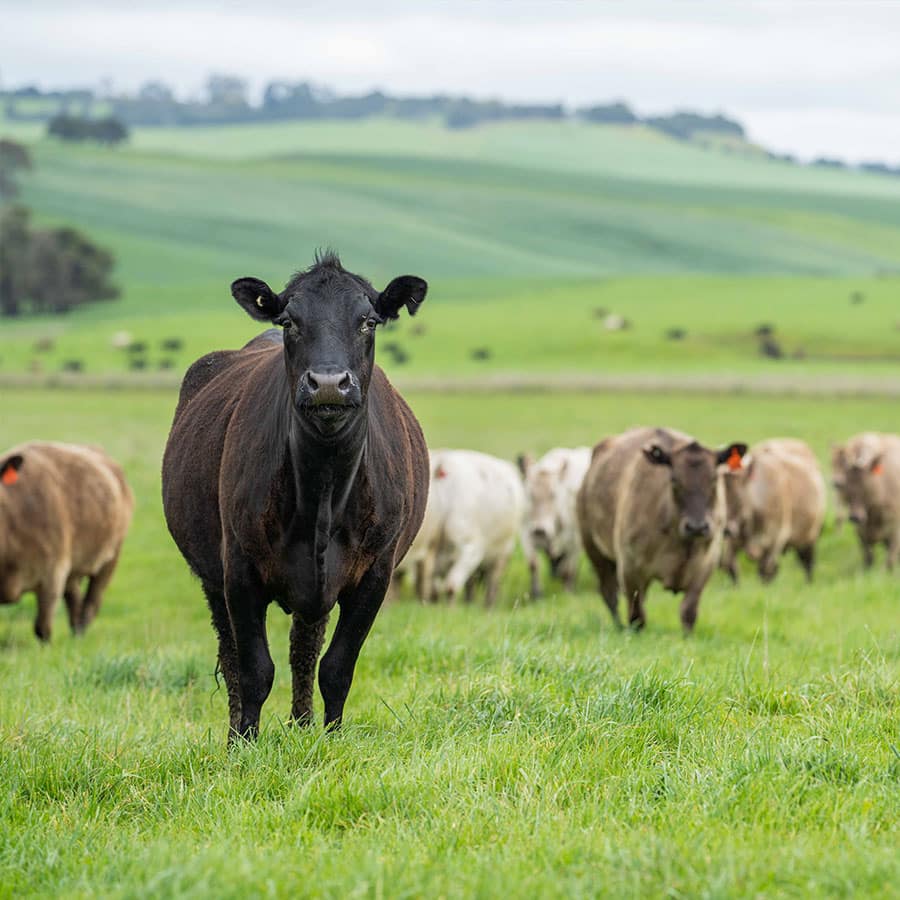 Stbiologicals Livestock Farming Square.jpg