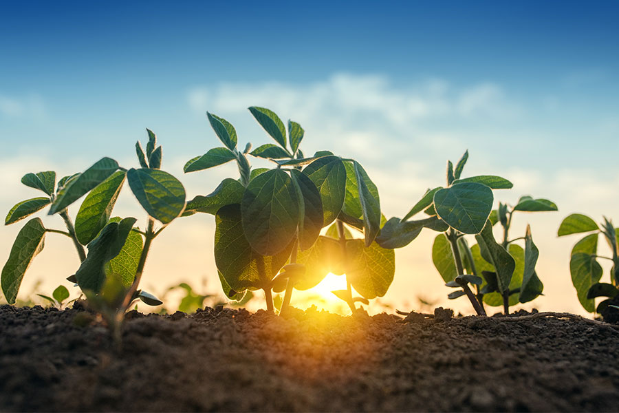 Agriculture Seacole Stbiologicals